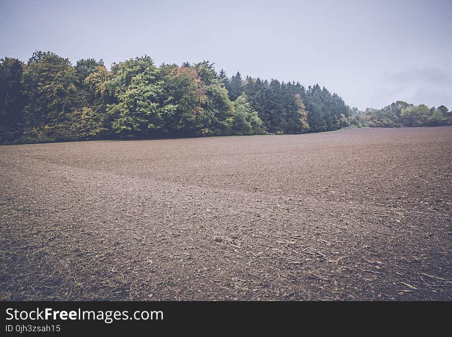 Green Trees Under Gray Sky