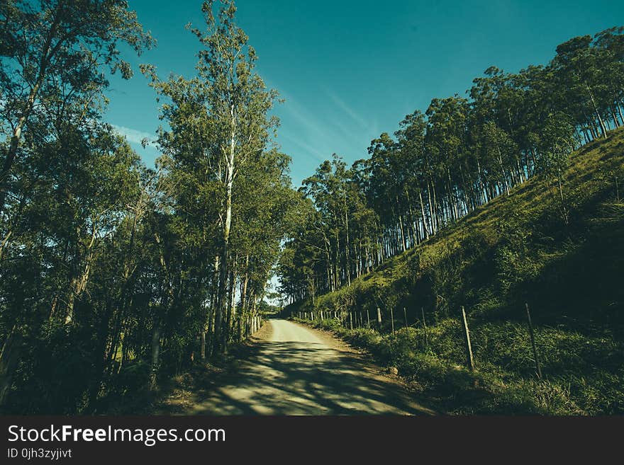 Grey Pathway in Middle on Green Trees and Grass Fields during Daytime