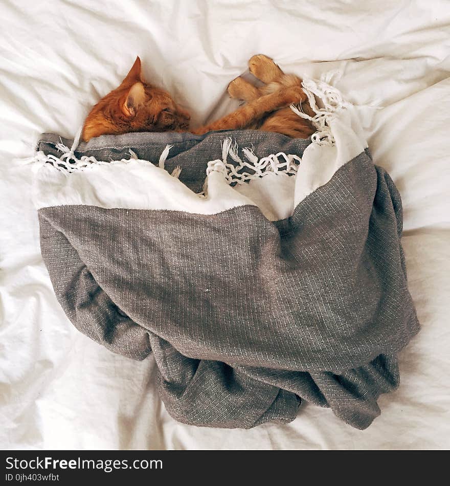 Orange Tabby Cat Sleeping on White Textile