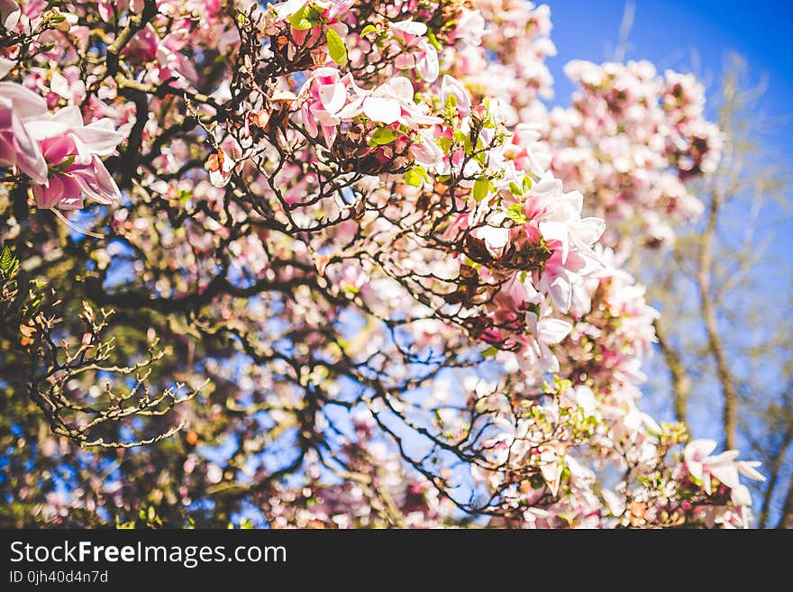 Tree With Pink Flowers and Green Leaves