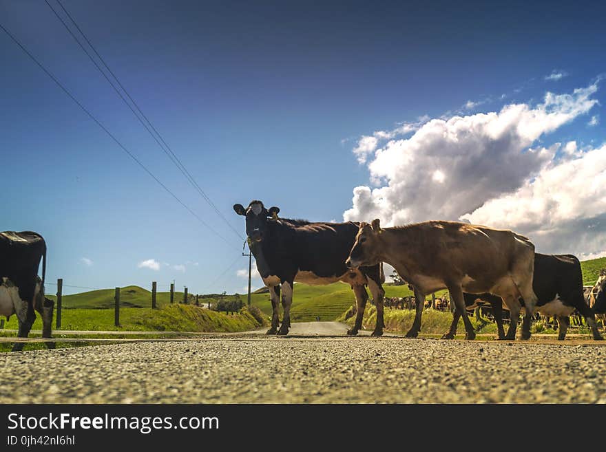 Black and White Cow Standing Beside Brown Cow during Daytime