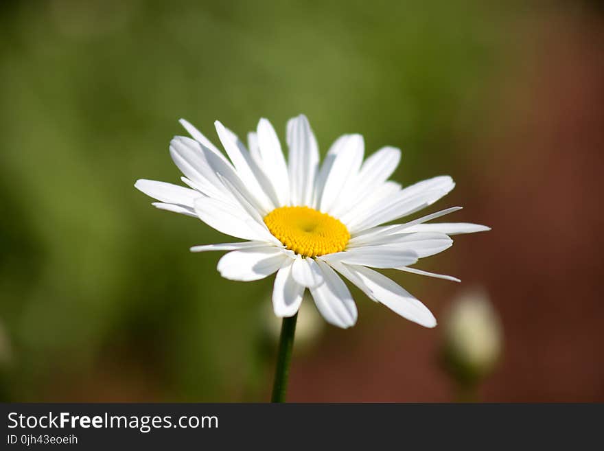 White Daisy