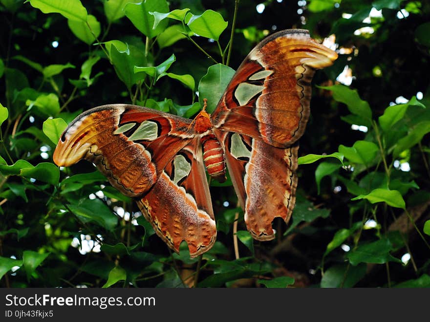 Photo of Red and Yellow Butterfly during Daytime