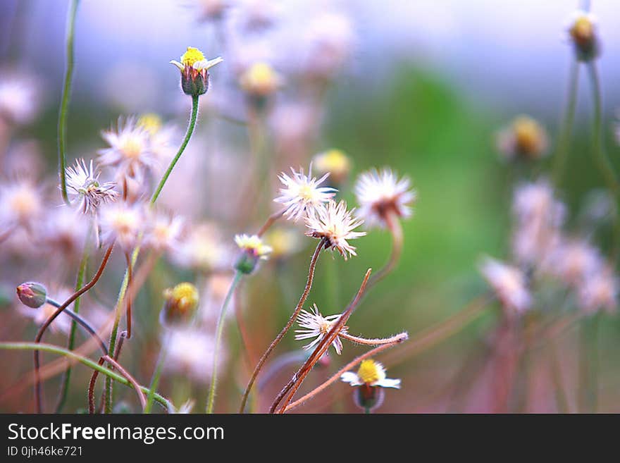 Selective Focus of White Dandelion