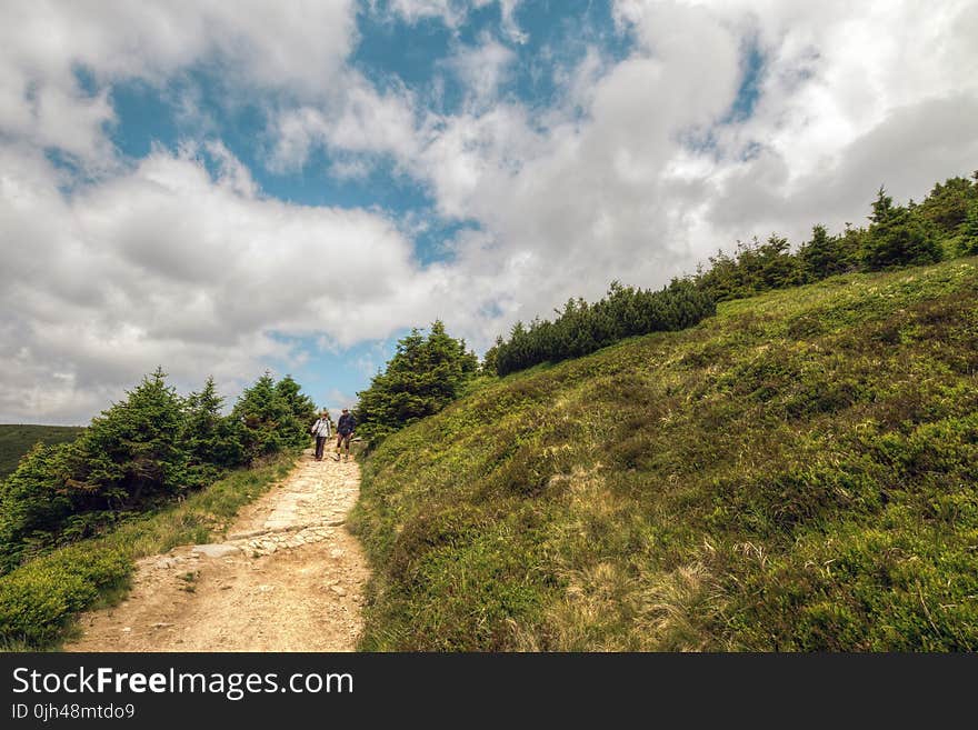 People Walking Outside the Pine Tree Forest