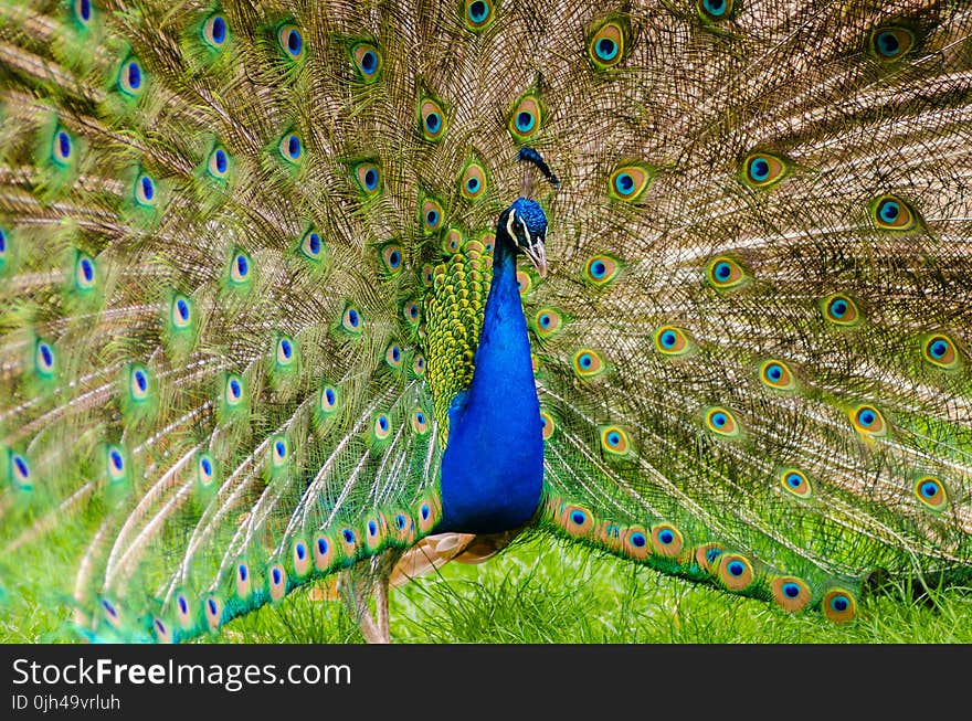 Peacock on Green Grass