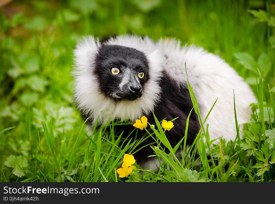 White and Black Long Coated Animal