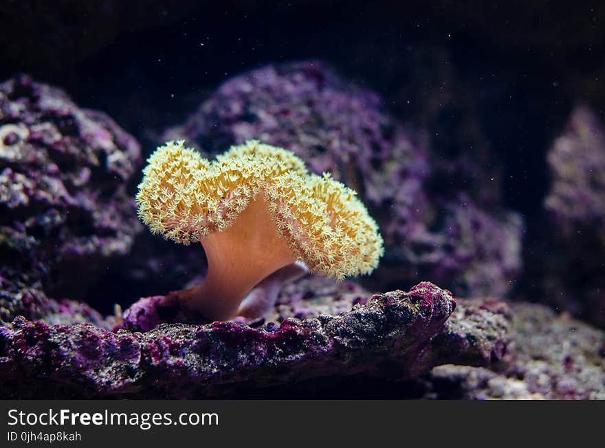 Close Up Photography of Coral Reef