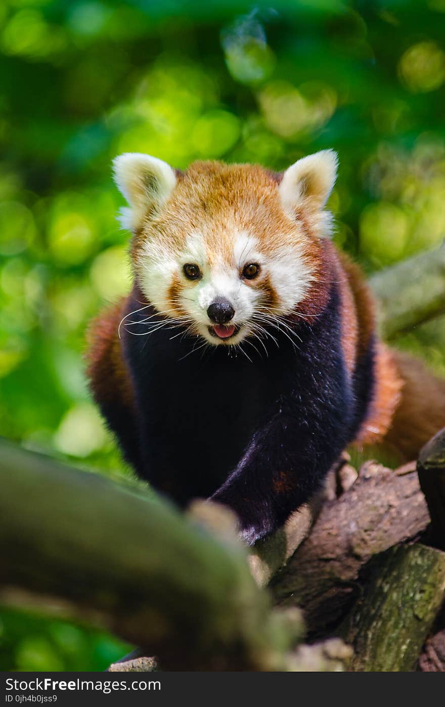 Red Panda