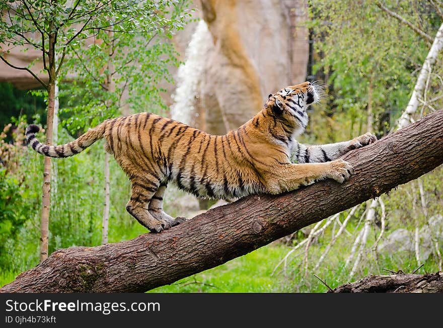 Tiger Stretching over Brown Trunk during Daytime