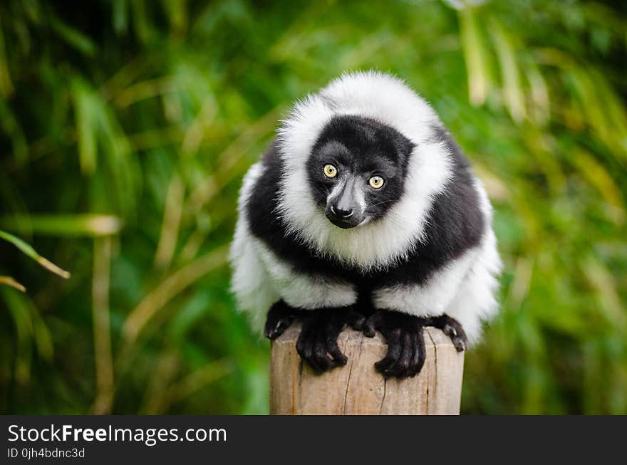 Selective Focus Photography of White and Black Lemur