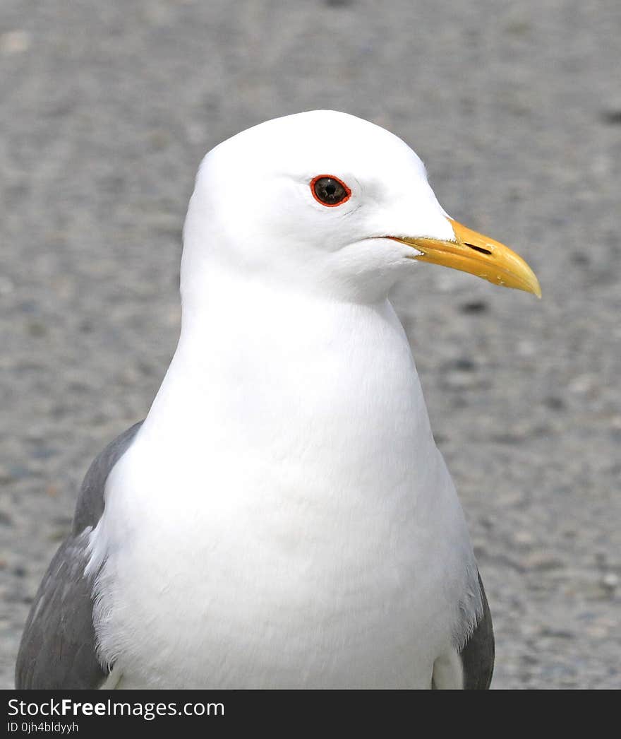 Closeup Photography of White and Grey Seagull