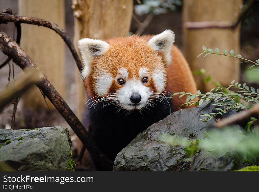 Brown and White Red Panda