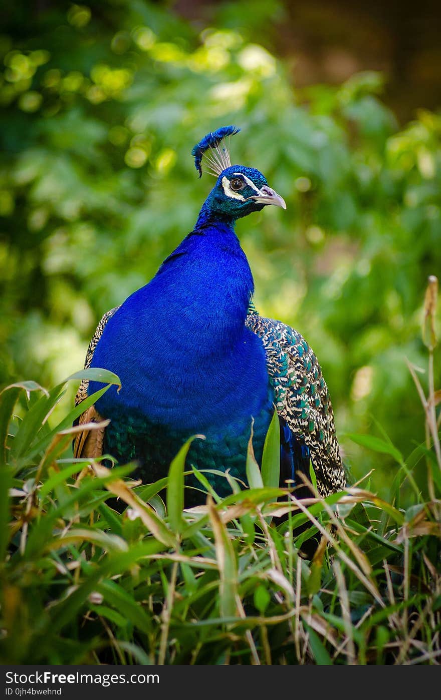 Blue Peacock on Green Grass Field in Macro Photography