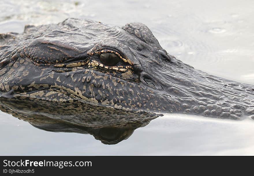 Black and Gray Alligator on Body of Water