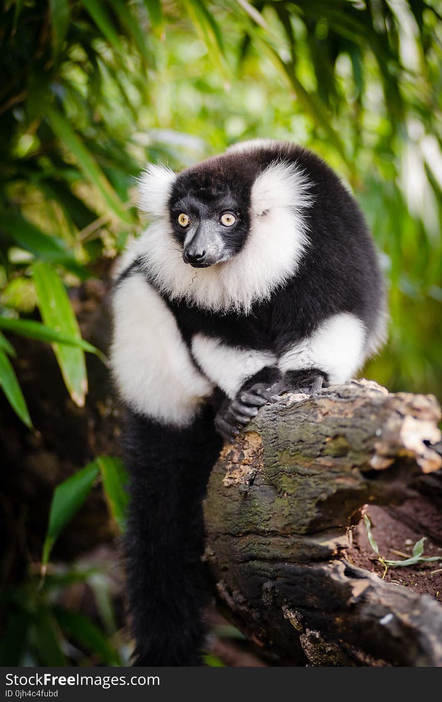 White and Black Long Coated Animal