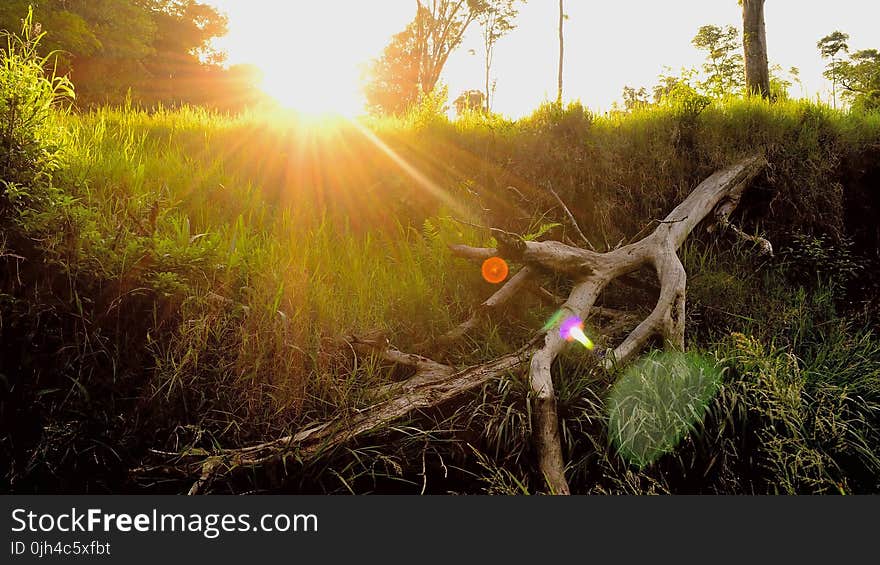 Green Grasses and Wood Branch