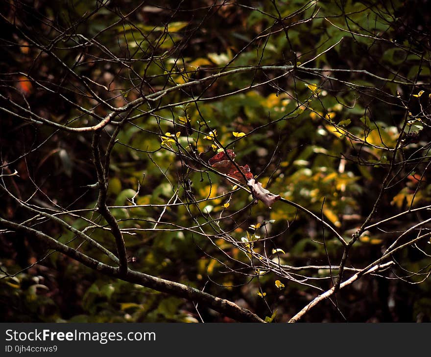 Brown Twigs With No Leaves