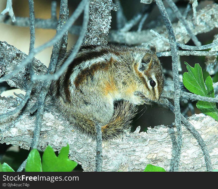 Brown Squirrel on Tree Trunk