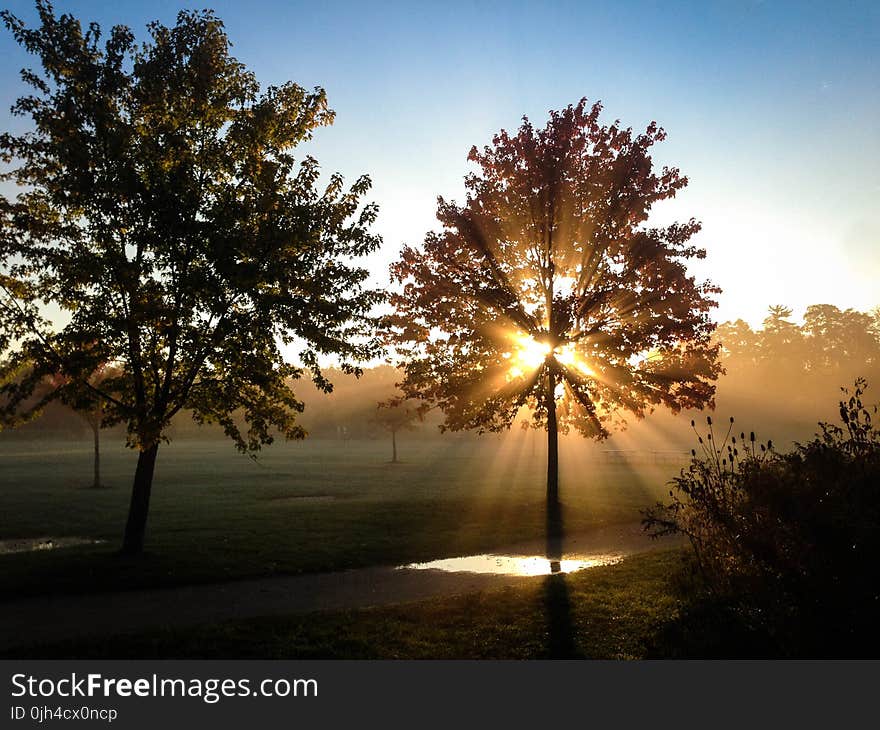 Green Leaved Tree on Green Grass Field during Sunset