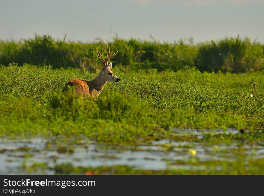 Brown Moose on Green Leafed Grass