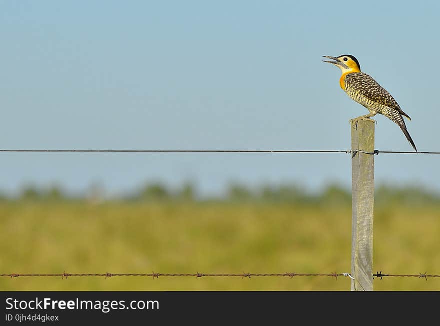 Black White Yellow and Gray Bird Standing on Brown Wooden Fence during Daytime