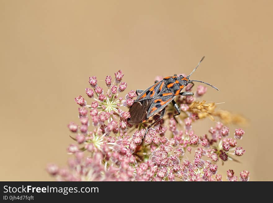 Black Gray and Orange Reduviidae