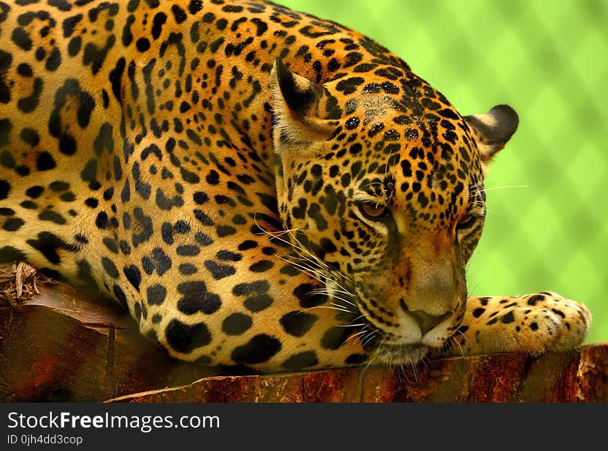 Leopard on Brown Log