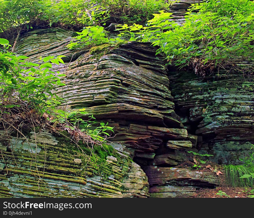 Green Leaf on Brown Stone Cliff