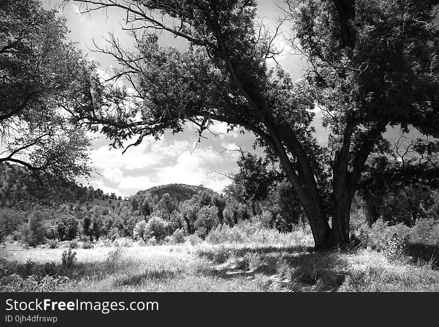 Gray Scale Photography of Green Tree