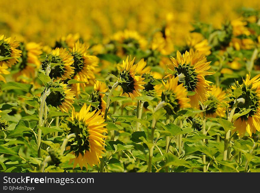 Sunflower on Green Stem during Daytime