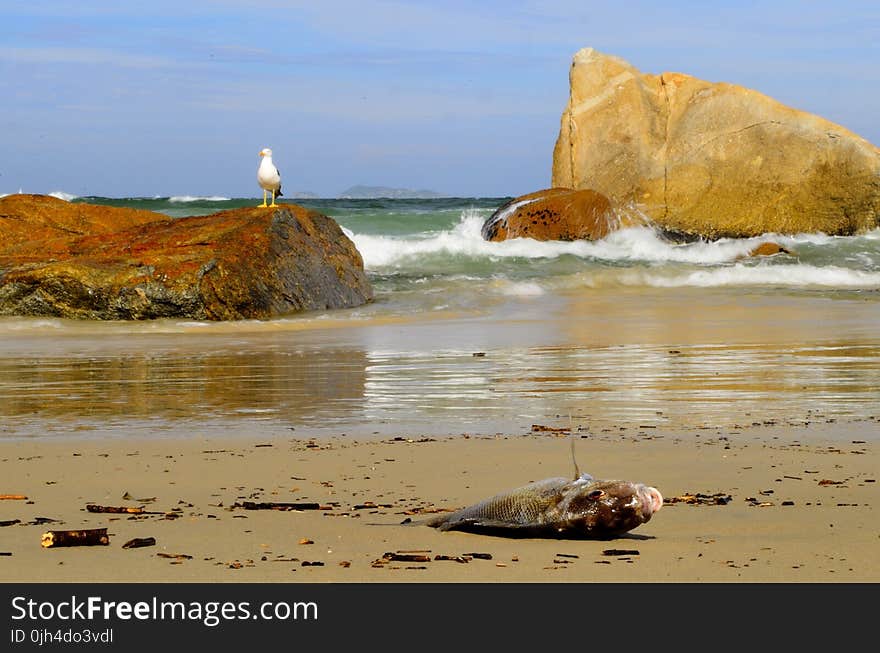 Dead Fish on Seashore during Daytime