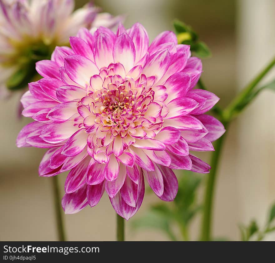 Selective Focus Photography of Pink and White Petal Flower