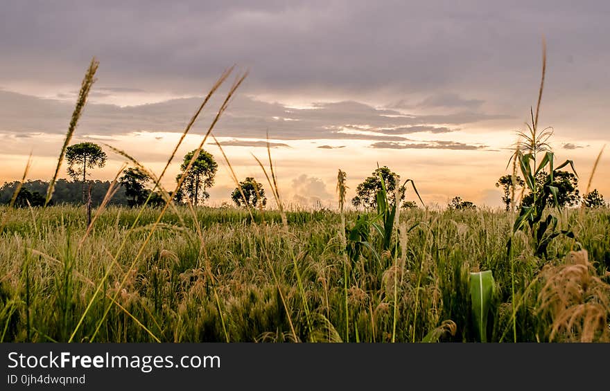 Wheat Fields during Golden Hour