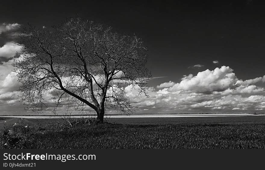 Gray Scale Photo of Leafless Tree Under Cloudy Sky