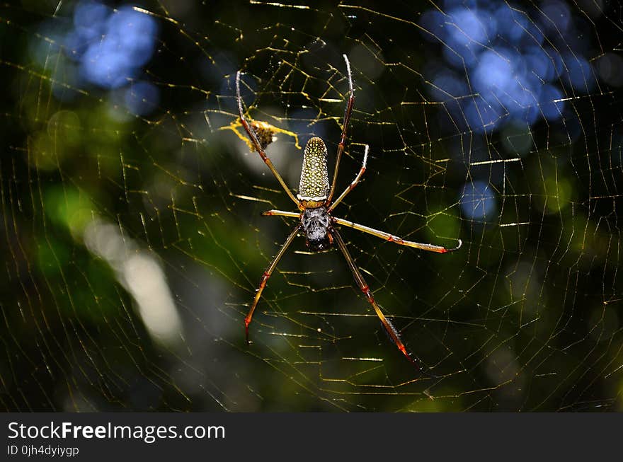 Close Up Photo of Brown and Yellow Garden Spider