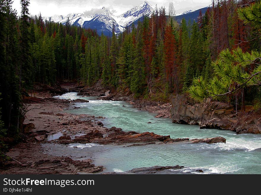 Green Pine Trees Near Rapid River during Daytime