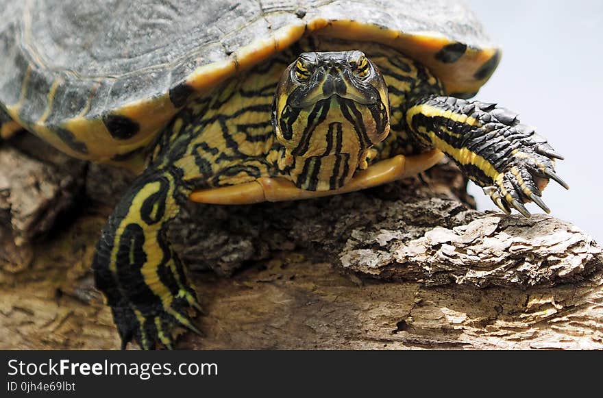 Yellow and Black Turtle