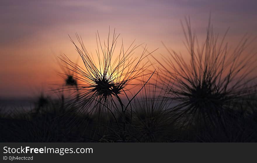 Silhouette of Plants during Sunset