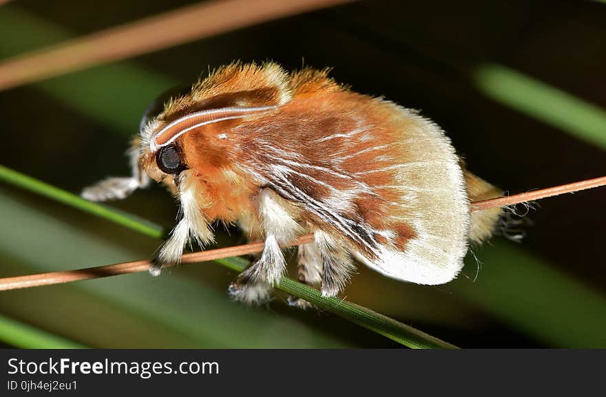 Brown Tussock Moth in Tilt Shift Lens