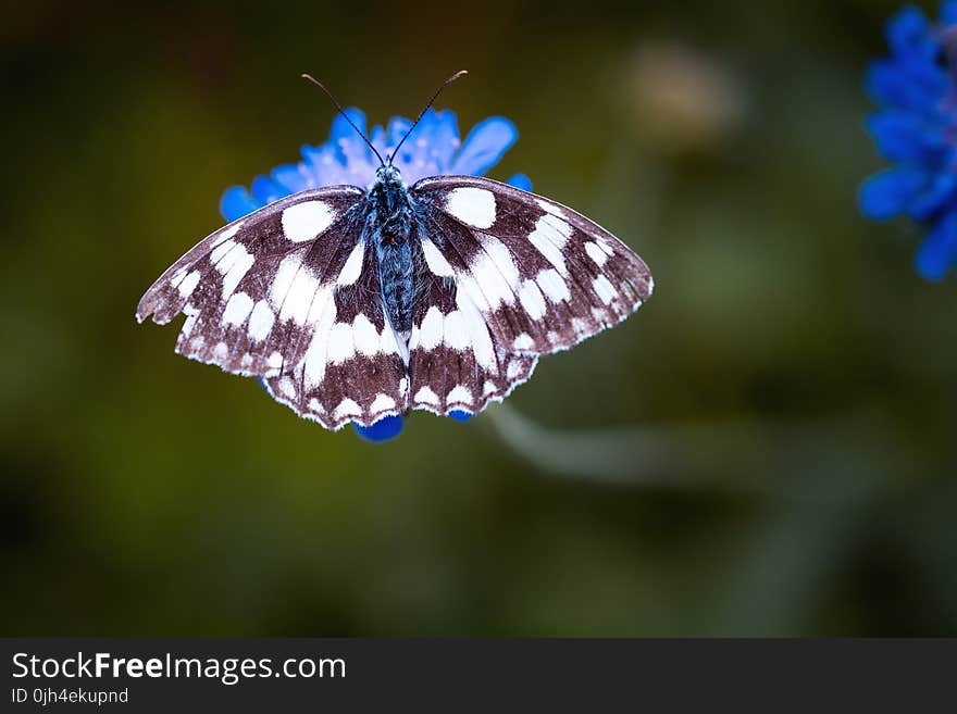 Magpie Moth Perched on Blue Flower in Tilt Shift Lens