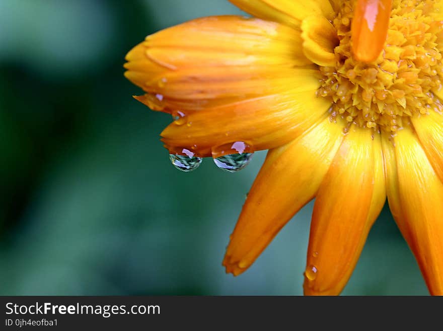 Cluster Petal Flower Splashed With Water