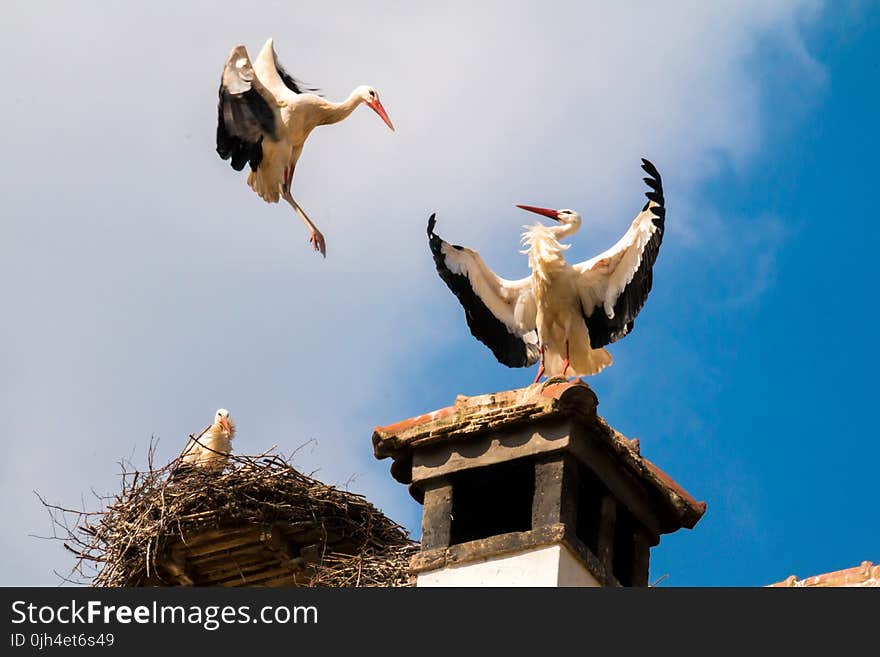 White and Black Standing on Top of Roof Near Another Bird Flying on the Air Under Cumulus Clouds during Daytime