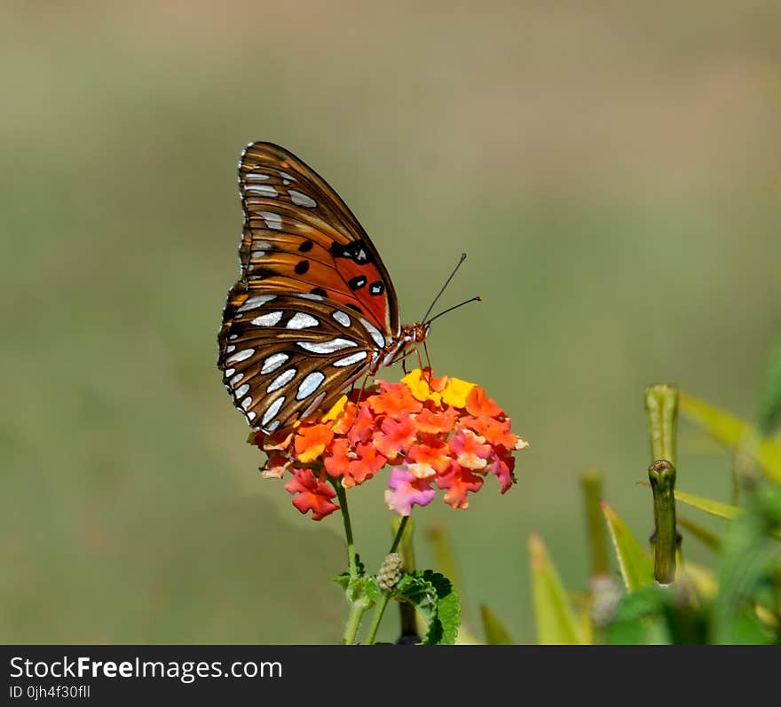 Shallow Focus Photography of Brown and White Butterfly on Orange and Yellow Flowers during Daytime