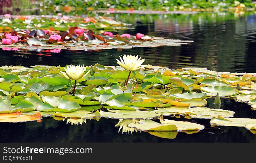 2 White Lotus Flowers