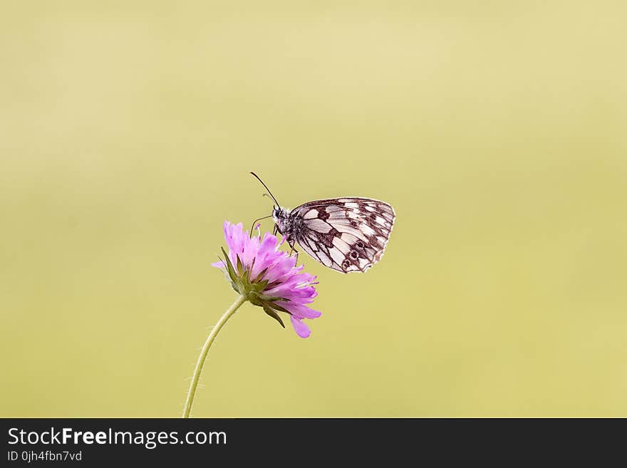 Brown Butterfly Perched on Pink Flower