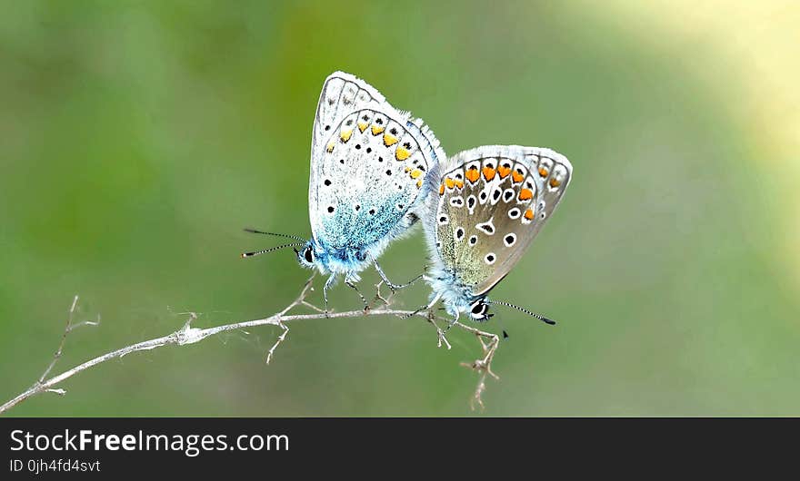 2 Butterfly on Plant Steam