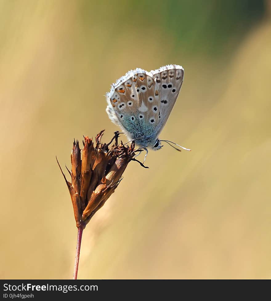 Brown Gray Butterfly on Brown Petaled Flower