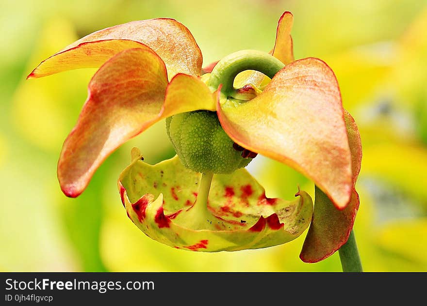 Macro Photography of Orange and Green Flower