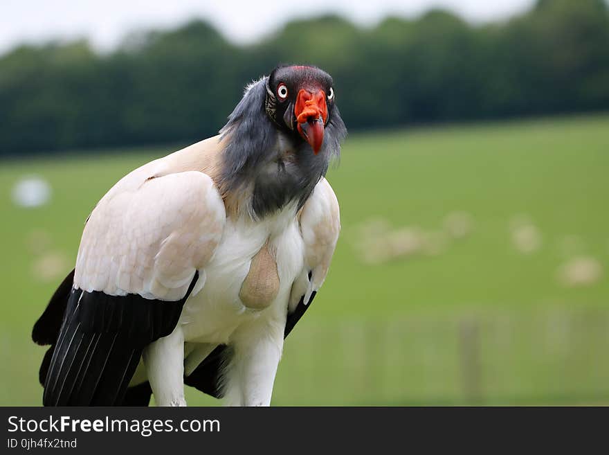 White Black and Orange Bird Selective Focus Photography